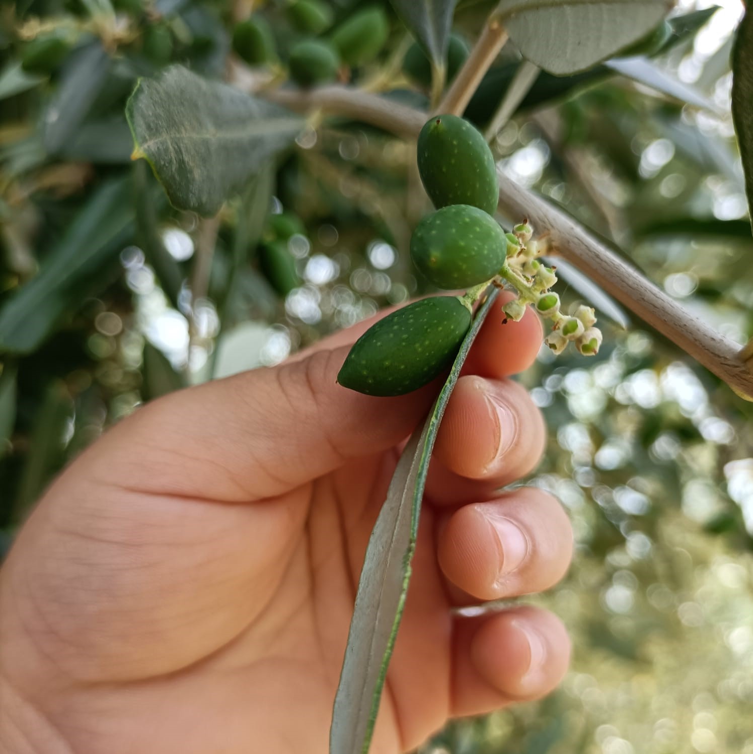 La produzione del nostro olio